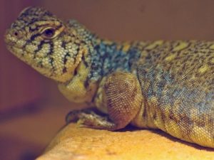 Arabian Blue Uromastyx For Sale