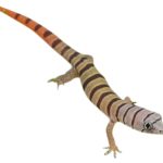 Ashy Gecko For Sale