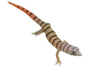 Ashy Gecko For Sale