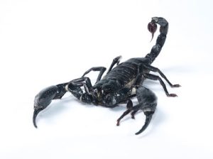 Asian Forest Scorpion For Sale