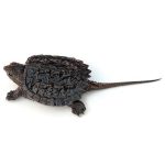 Common Snapping Turtle For Sale | In Stock Now - Exotic Pet Reptiles For Sale