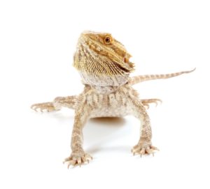 Bearded Dragon For Sale