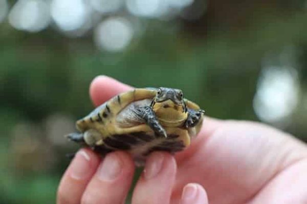 Blandings Turtle For Sale | In Stock Now - Exotic Pet Reptiles For Sale