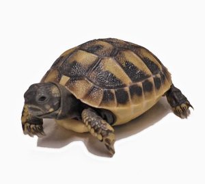 Greek Tortoise For Sale | In Stock Now - Exotic Pet Reptiles For Sale