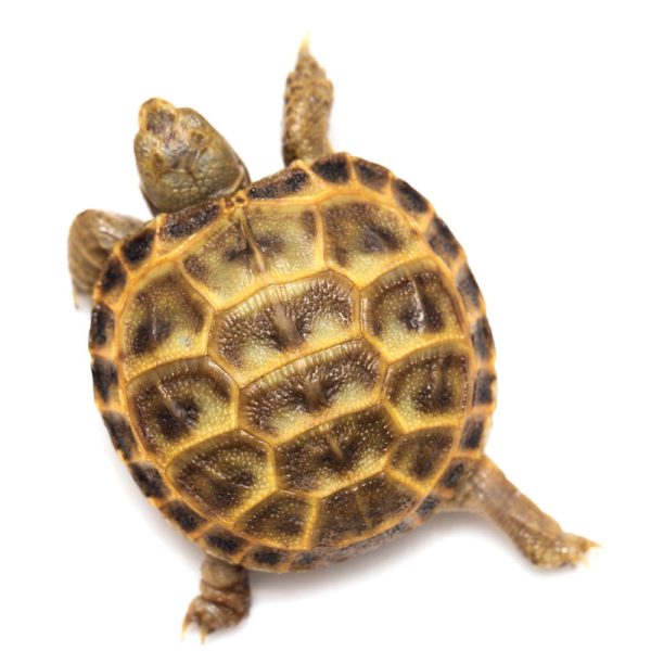 Russian Tortoise For Sale | In Stock Now - Exotic Pet Reptiles For Sale