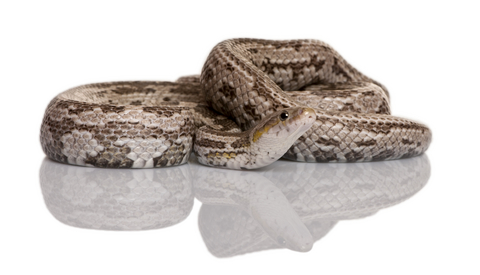 Baird's Rat Snake For Sale