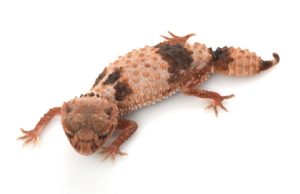 Banded Knob Tail Gecko For Sale