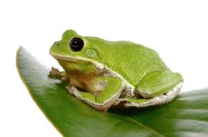 Barking Tree Frog For Sale