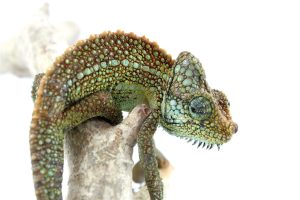 Helmeted Chameleon For Sale | In Stock Now, Don't Miss - Exotic Pet Reptiles For Sale