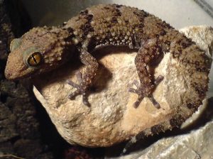 Bibron Gecko For Sale