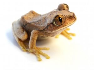 Big Eyed Tree Frog For Sale