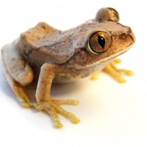 Big Eyed Tree Frog For Sale