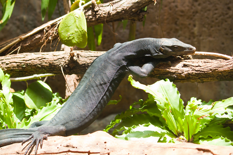 Black Dragon Water Monitor For Sale