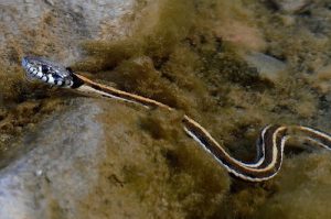 Black Necked Garter Snake For Sale