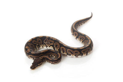 Black Pastel Ball Python For Sale | In Stock Now, Don't Miss - Exotic Pet Reptiles For Sale