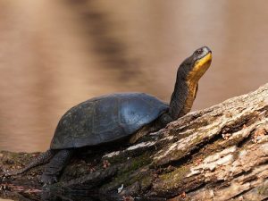 Blandings Turtle For Sale | In Stock Now - Exotic Pet Reptiles For Sale