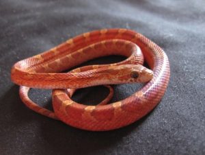 Blood Red Corn Snake For Sale | In Stock Now, Don't Miss - Exotic Pet Reptiles For Sale