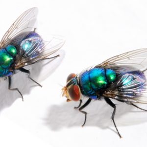 Blue Bottle Fly Larvae For Sale