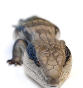 Blue Tongue Skink For Sale