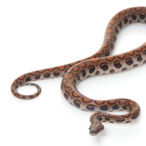 Brazilian Rainbow Boa For Sale | In Stock Now, Don't Miss - Exotic Pet Reptiles For Sale