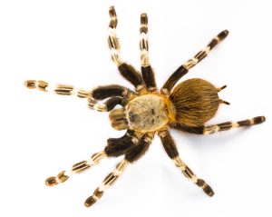 Brazilian Red and White Tarantula For Sale