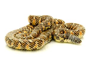 Brooks KingSnake For Sale