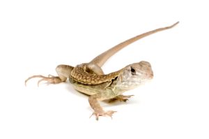 Butterfly Agama For Sale