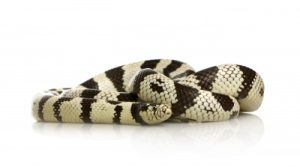 California Kingsnake For Sale