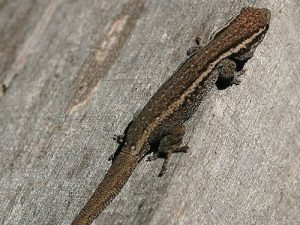 Cape Dwarf Gecko For Sale