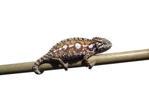 Carpet Chameleon for Sale