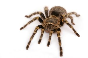 Chaco Golden Knee Tarantula For Sale