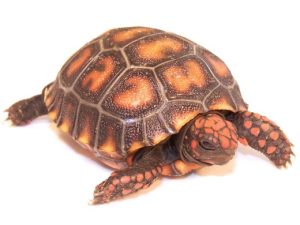 Cherry Head Red Foot Tortoise For Sale | In Stock Now - Exotic Pet Reptiles For Sale