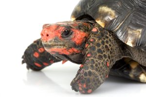 Cherry Head Red Foot Tortoise For Sale | In Stock Now - Exotic Pet Reptiles For Sale