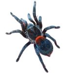 Chilean Dwarf Flame Tarantula For Sale