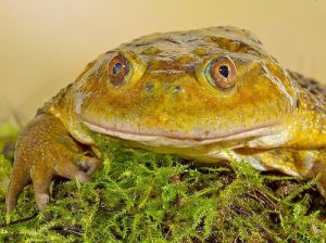 Chilean Wide Mouthed Toad For Sale