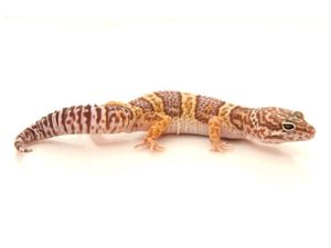 Chocolate Albino Leopard Gecko for Sale