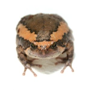 Chubby Frog For Sale
