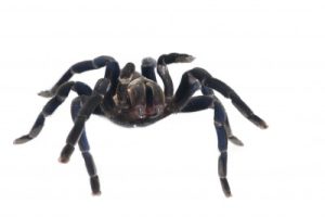 Cobalt Blue Tarantula For Sale