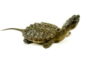 Common Snapping Turtle For Sale | In Stock Now - Exotic Pet Reptiles For Sale