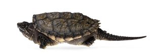 Common Snapping Turtle For Sale | In Stock Now - Exotic Pet Reptiles For Sale