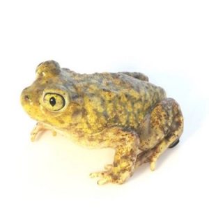 Couch's Spadefoot Toad For Sale