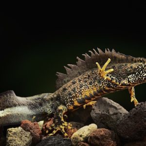 Crested Newt For Sale