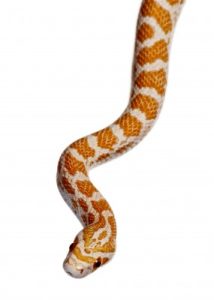 Crimson Corn Snake For Sale