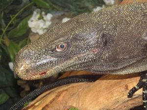 Crocodile Monitor For Sale