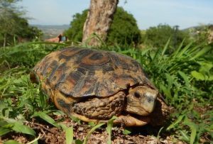 Forest Hingeback Tortoise For Sale | In Stock Now - Exotic Pet Reptiles For Sale