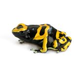 Bumble Bee Poison Dart Frog For Sale