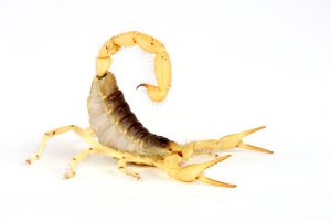 Hairy Desert Scorpion