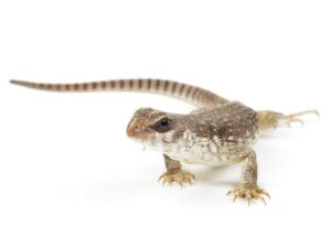 Desert Iguana For Sale