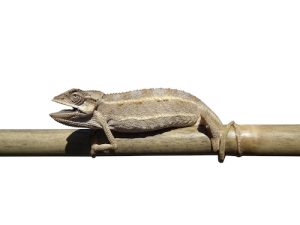 desert side striped chameleon