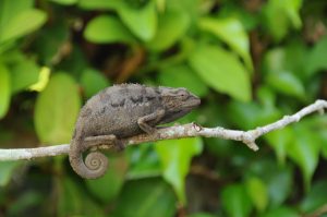 desert side striped chameleon